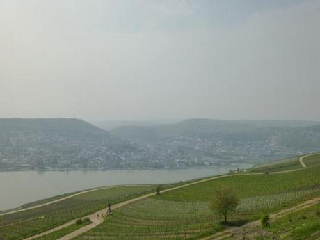 Blick über die Weinberge auf den Rhein
