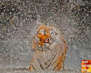 Eyewitness 024 - National Geografics Winner 2012