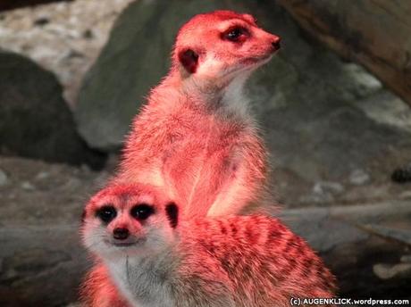 Erdmännchen im Wildpark Rheinboellen by Jürgen Kroder