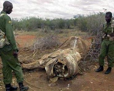Sterben die Elefanten in Kenia aus?