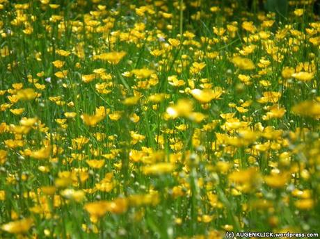 Butterblumen im Opel Zoo