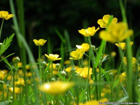 Butterblumen im Opel Zoo