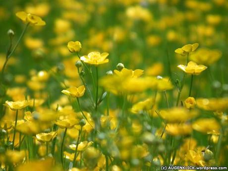 Butterblumen im Opel Zoo