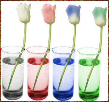 Missglückt: Experiment Blumen färben
