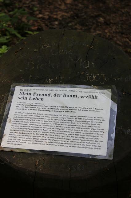 Die dicken Marie / Berlins ältestem Baum