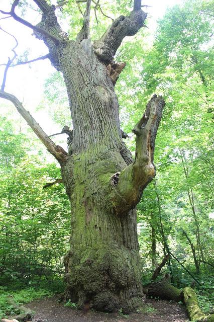 Die dicken Marie / Berlins ältestem Baum
