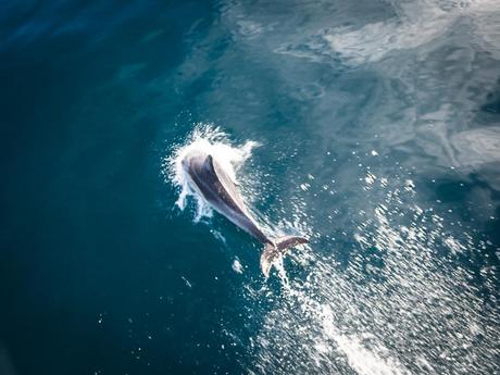 Neuseeland White Island Delphine
