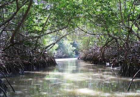 Mangrovenwälder sind in vielen Teilen der Welt anzutreffen, hier in Mexiko. (c)commons.wikimedia.org