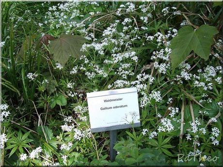 Waldmeister - kleine Blütenteppiche