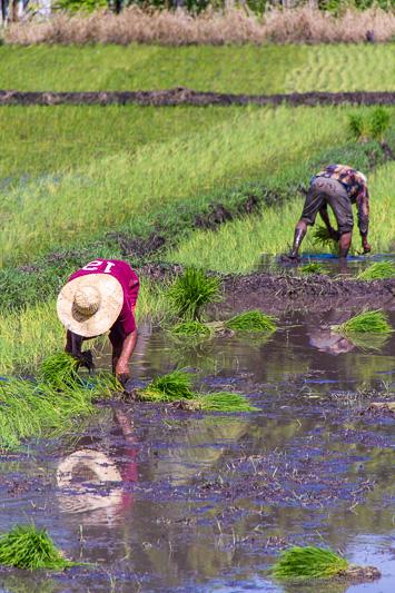 Philippinische Reisbauern