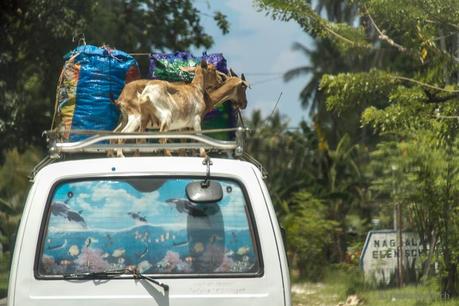 Transport von Ziegen auf dem Autodach