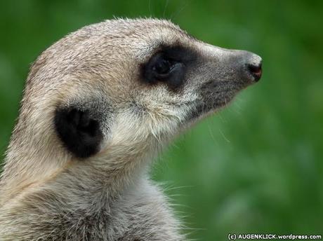 Erdmännchen im Opel-Zoo by Jürgen Kroder