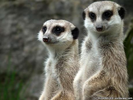 Erdmännchen im Opel-Zoo by Jürgen Kroder