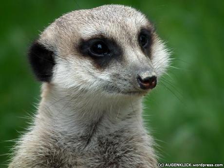 Erdmännchen im Opel-Zoo by Jürgen Kroder