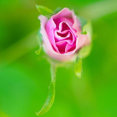 Rose blossom, Rosenblüte
