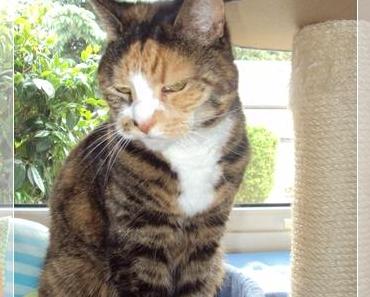 Biene und der ungeplante Tierarztbesuch