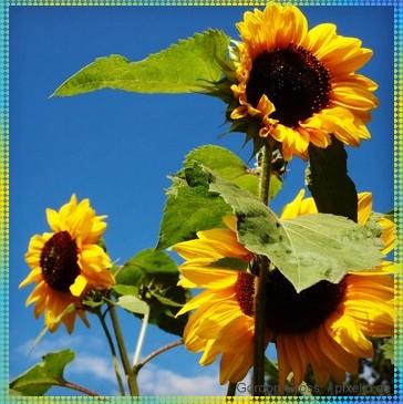 {Things I love} Sonnenblumen
