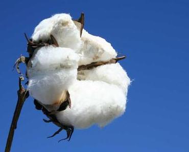 Organic Cotton - Schein oder Sein?