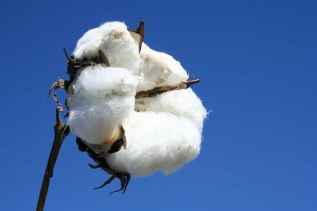 Organic Cotton - Schein oder Sein?