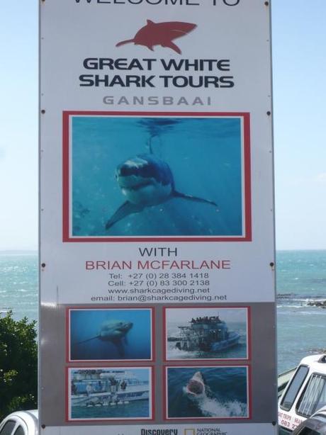 Reisebericht Südafrika: Auge in Auge mit dem weißen Hai!