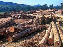 Abholzung  Copy:WWF