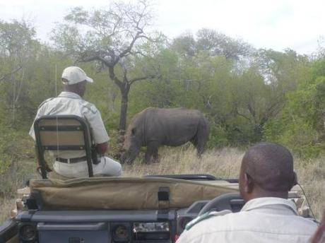 Reisebericht Südafrika: Der Ruf der Wildnis, Teil 2: Auf Kuschelkurs mit Elefant, Löwe & Co