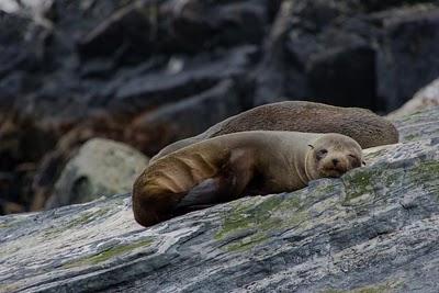 wildlife in Milford Sound