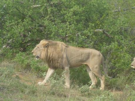 Reisebericht Südafrika: Der Ruf der Wildnis, Teil 3: Tiergeschichten