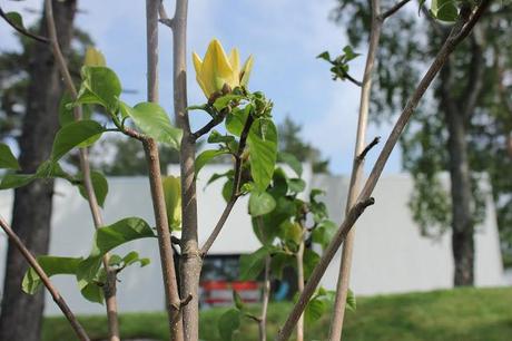 magnolie 