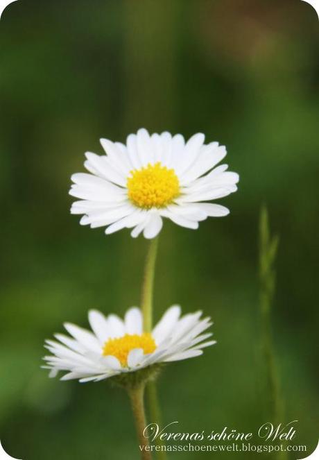 Wordless/Wordful Wednesday: Sweet little daisies...
