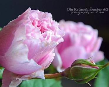 lovely rose [color me happy]
