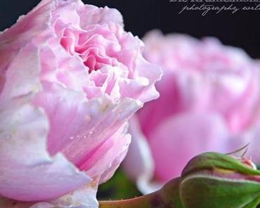 wallpaper-1689754