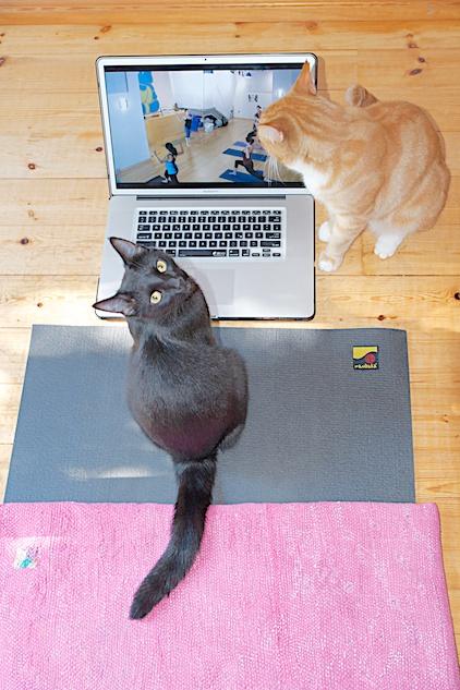 cats doing yoga, Katzenyoga