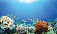 Vorbildlich: TUI Cruises engagiert sich in den Zielgebieten - Korallenschutzprojekt vor der Küste Curaçaos gestartet