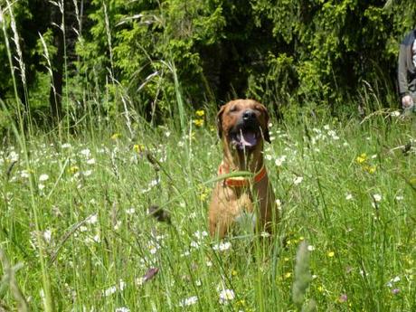 Hundeglück in der Blumenwiese