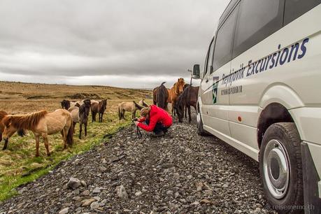 Bus von Reykjavik Excursions mit Island Pferden