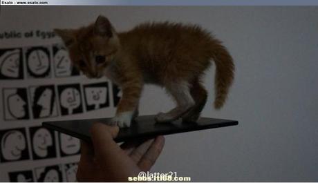 Alleged first photo of the Sony Xperia ZU aka Togari phablet leaks, kitten in tow