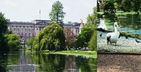 Buckingham Palace Pelican St. James's Park London