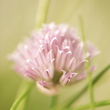 onion flower, Schnittlauchblüte