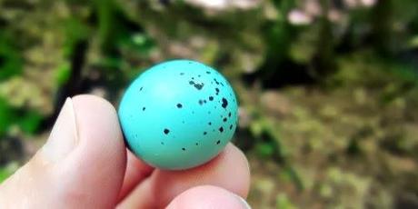 blaues Ei und blinder Vogel