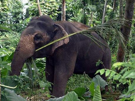 Elefant im Dschungel in der Provinz Koh Kong Kambodscha Abenteurreisen in die Kardamom Berge
