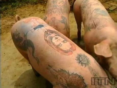 Tattooed pigs