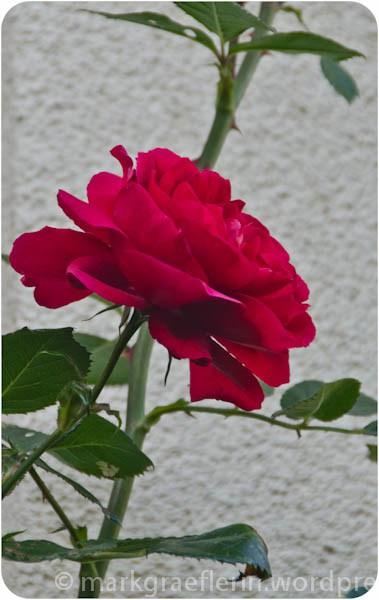 Garten Juni Rose Rot