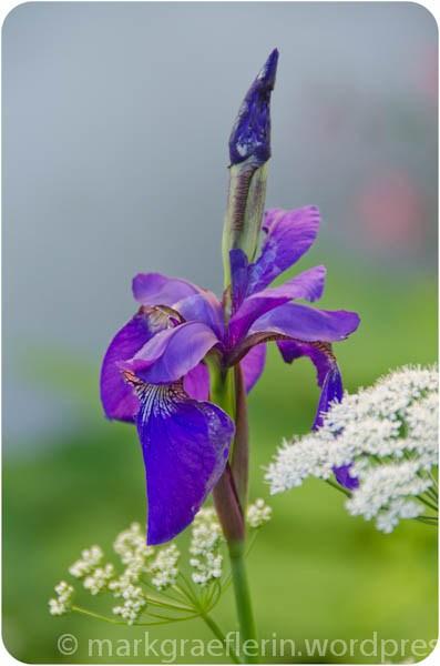 Garten Iris1
