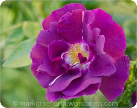 Garten Rose lila2