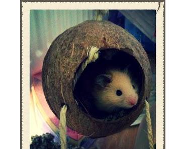 Ein neues Familienmitglied...