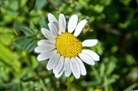 Gewöhnliche Wucherblume