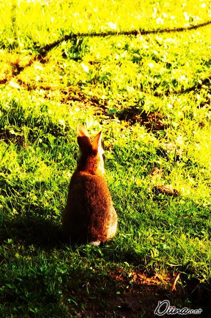 Rabbits [Photography]
