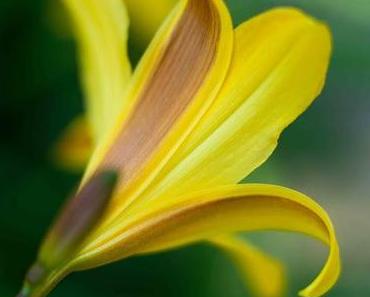 From Friend Jamie: Yellow...