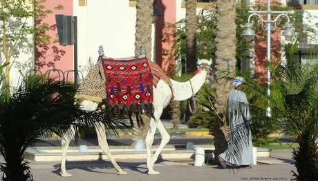 Es folgen einige schöne Bilder aus Hurghada, Ägypten.